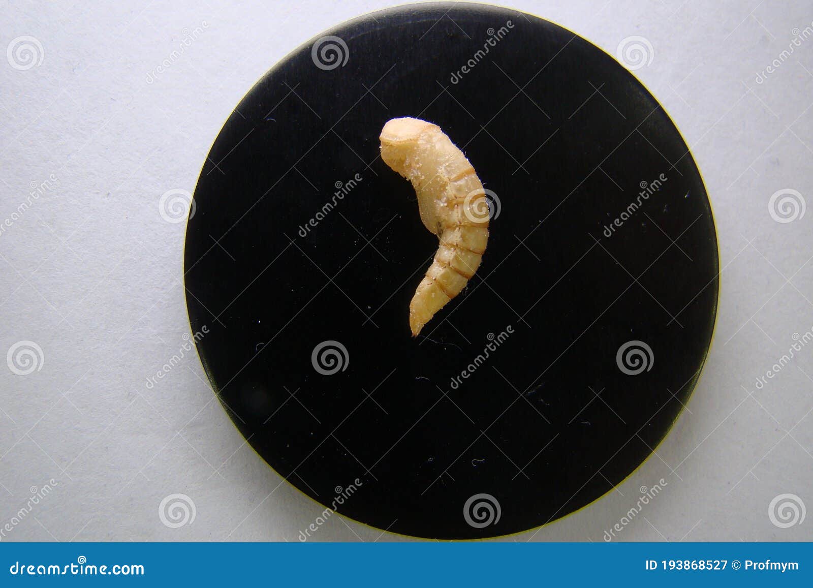 download mealworms download mealworms