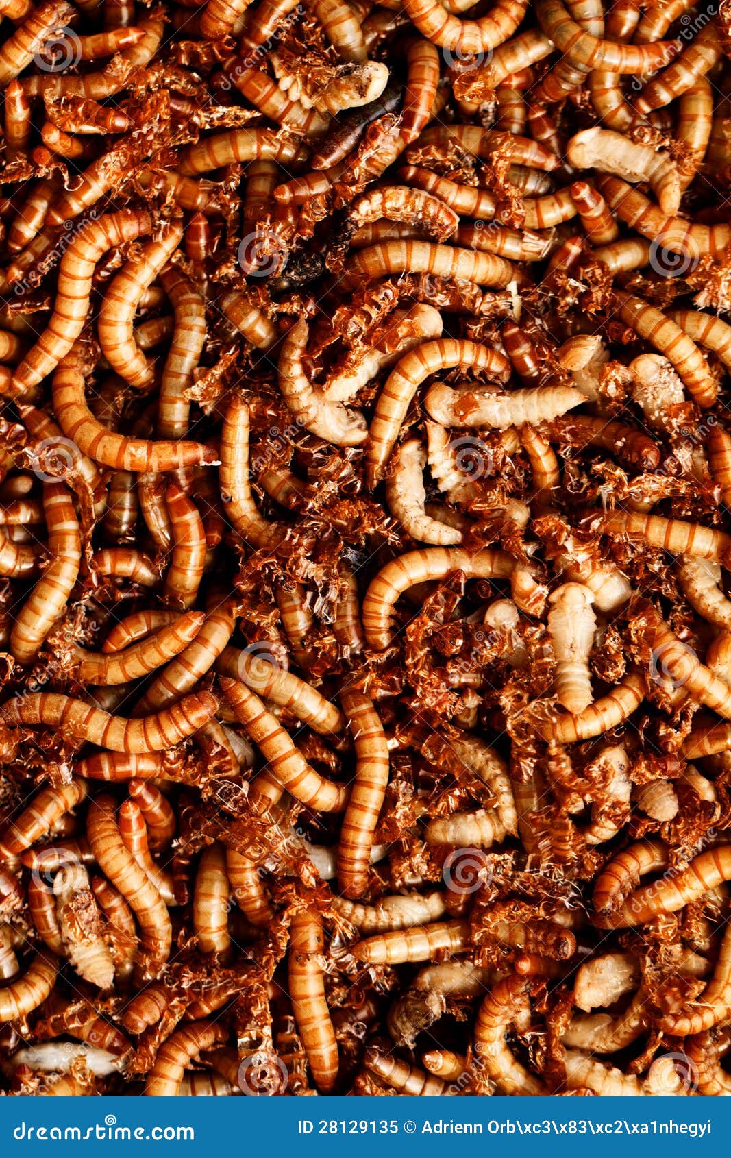 download mealworm food download mealworm food