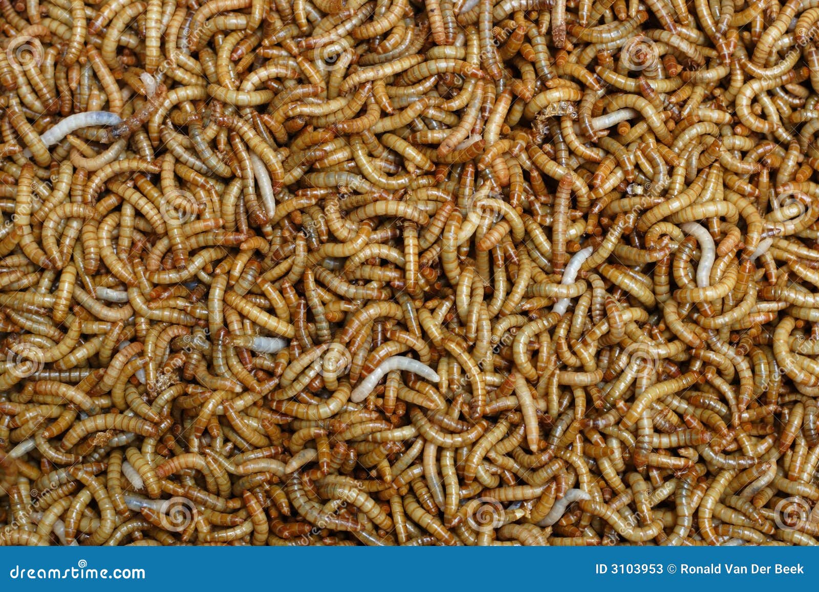 Mealworms stock image. Image of crawling, maggot, nature 3103953