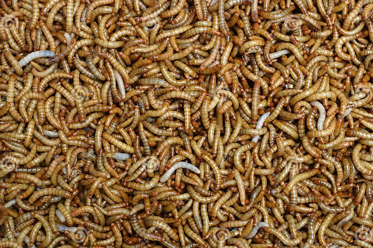 Mealworms stock image. Image of crawling, maggot, nature 3103953