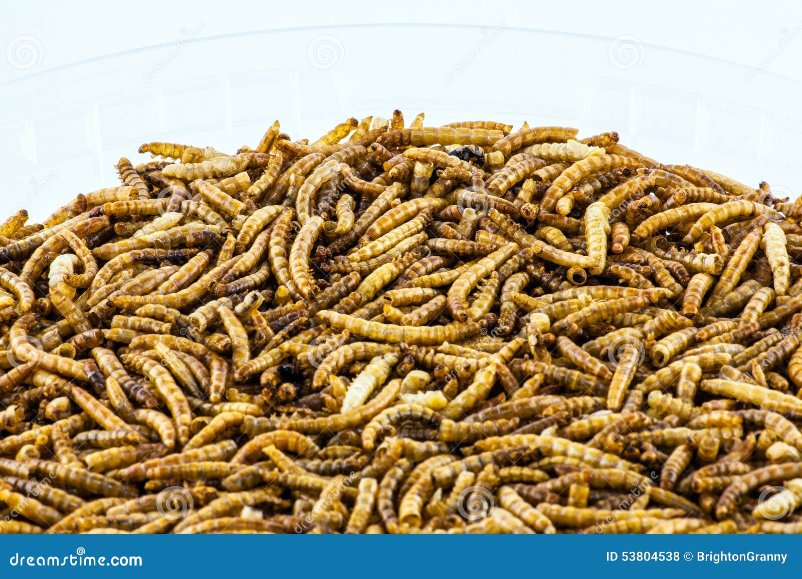 Mealworms stock photo. Image of closeup, brown, grub 53804538