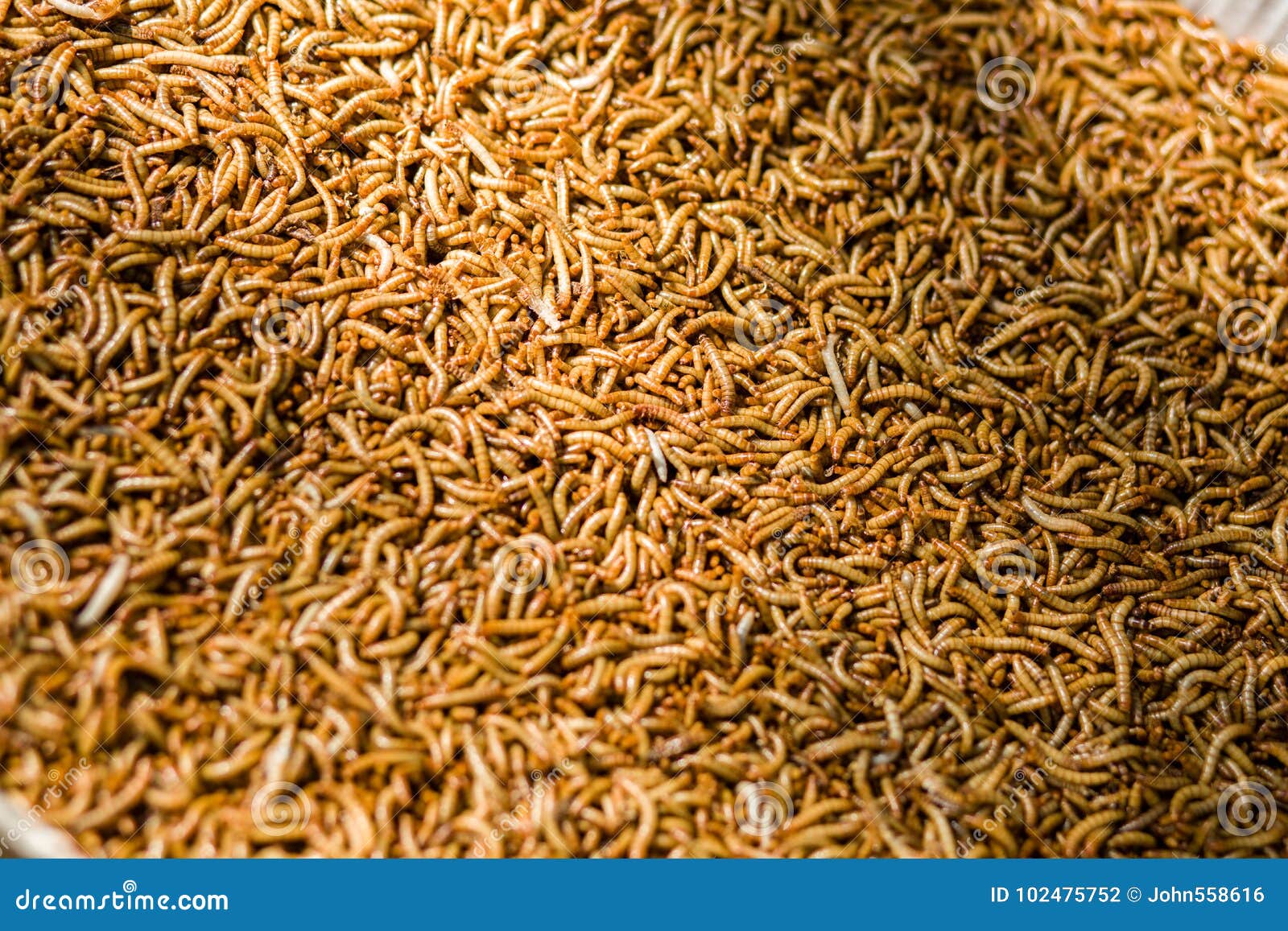 Mealworms stock photo. Image of bird, molitor, grub 102475752