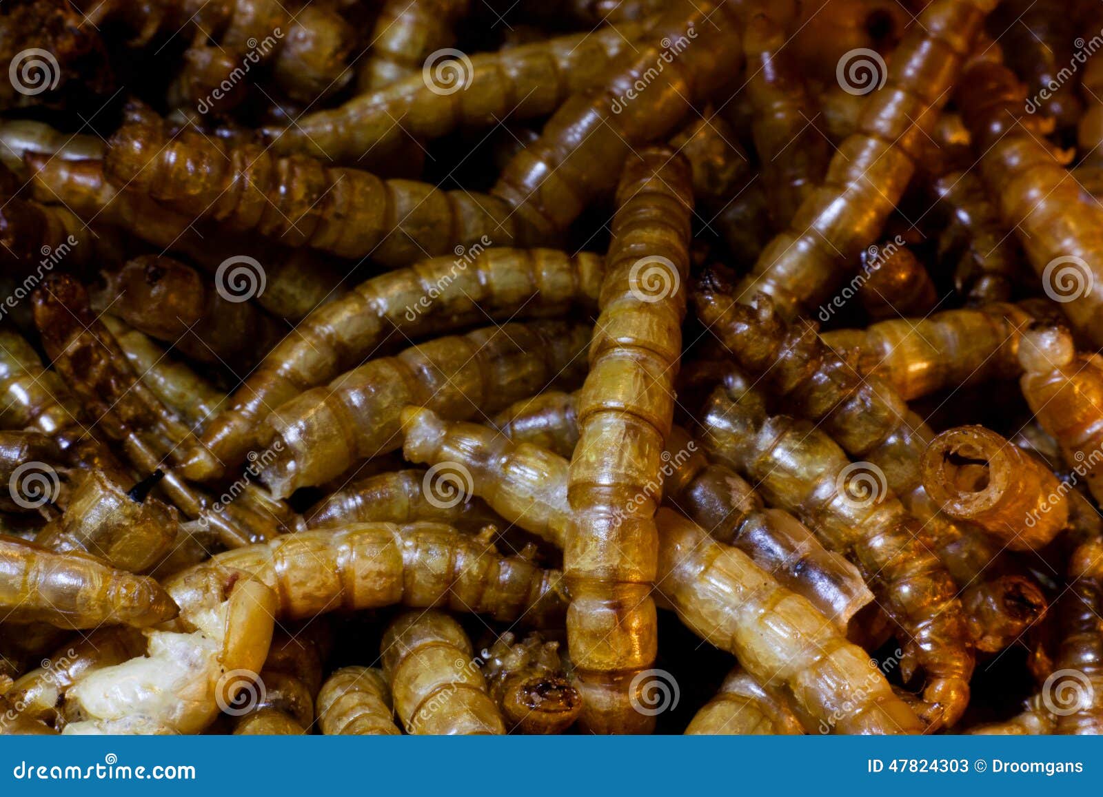 Mealworms stock image. Image of catch, experiment, domesticus 47824303