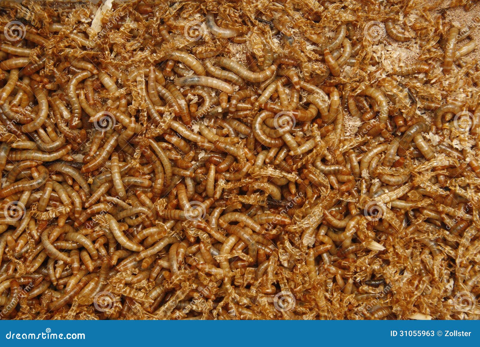 download meal worm download meal worm