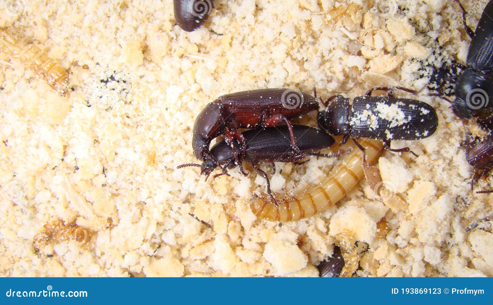 download mealworms download mealworms