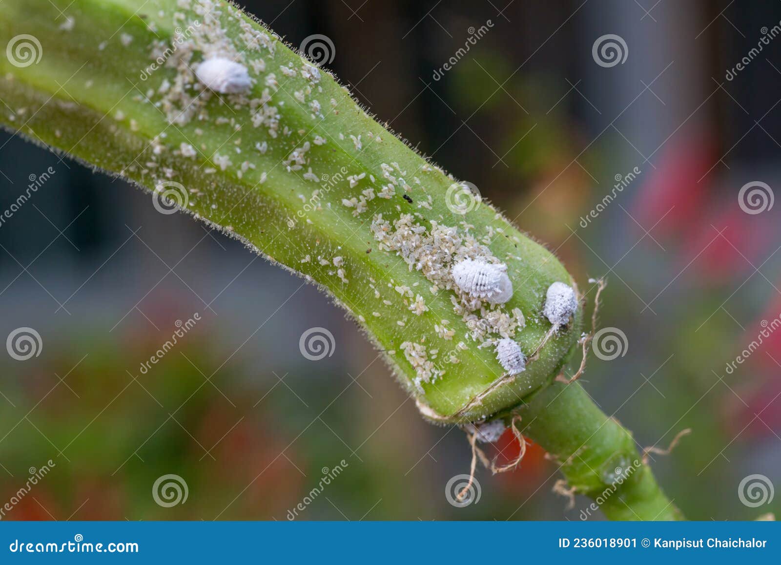 Mealybug Infestation Growth of Plant. Macro of Mealybug. Mealybugs on the Okra Plant. Stock
