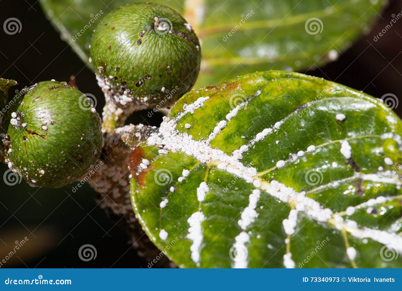 Mealybug on Leaf Figs. Plant Aphid Insect Infestation Stock Image