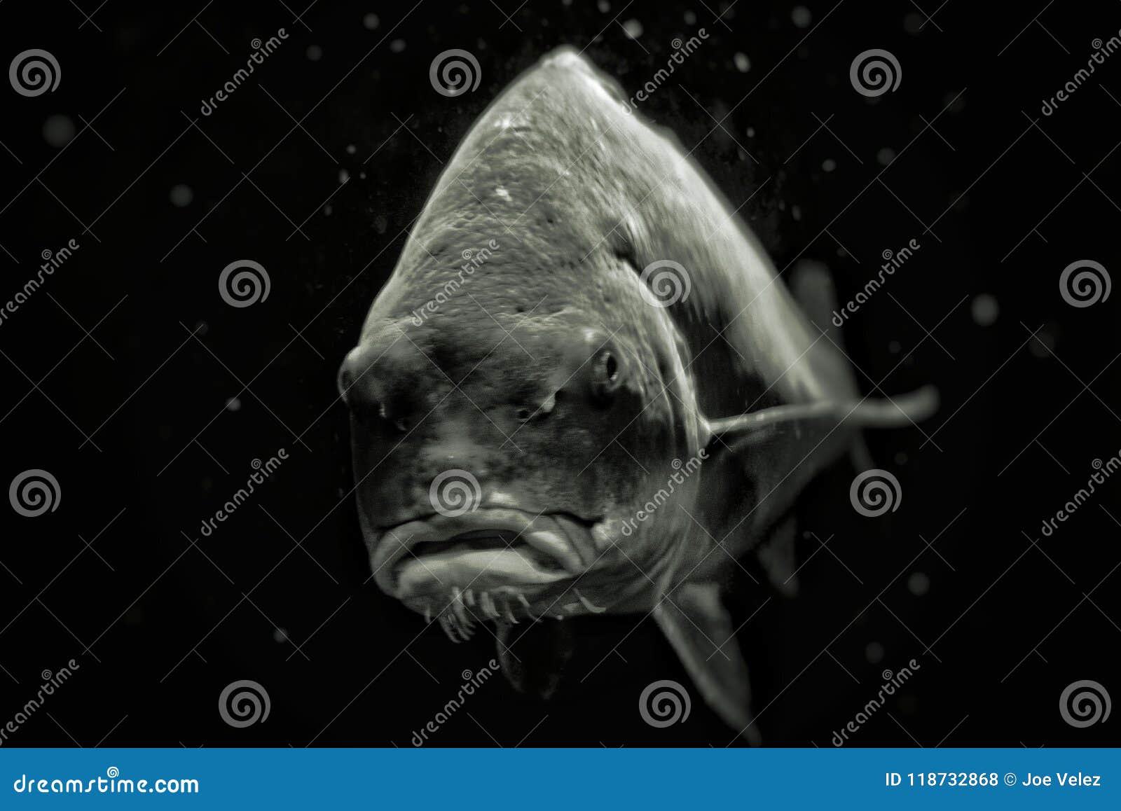 Mean Fish stock photo. Image of fishy, bubbles, black 118732868
