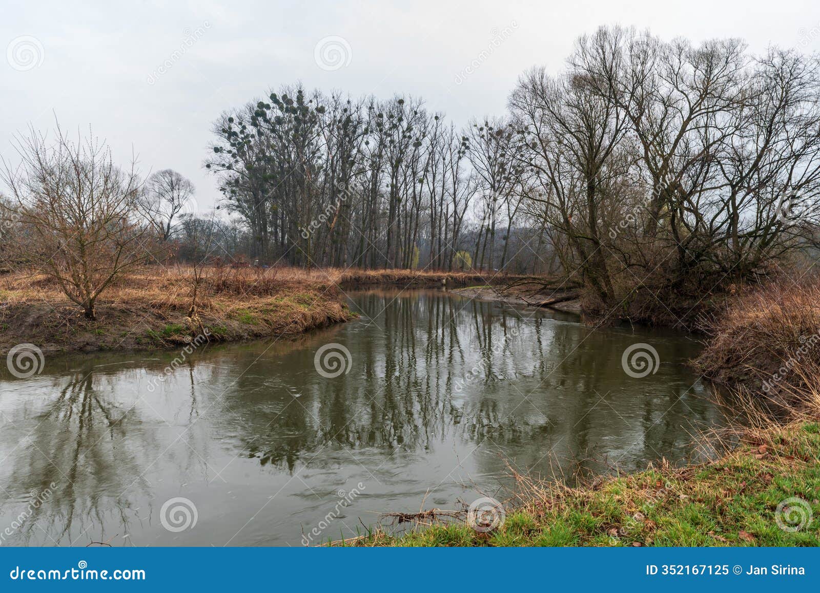 meandering odra river with trees around near studenka town in chko poodri in czech republic