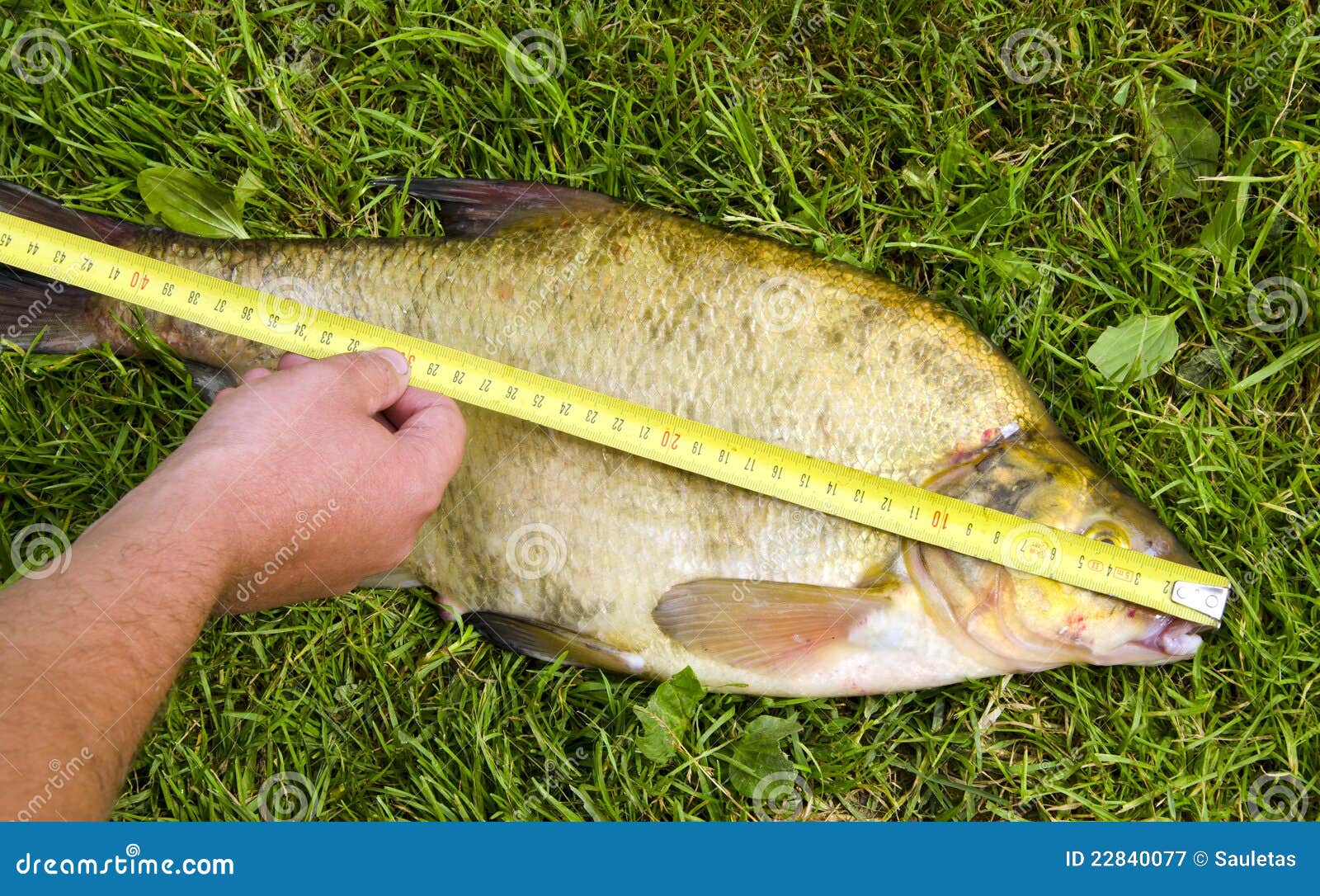 Measure Fish Bream Hand Hold Tool Big Catch Stock Image - Image of