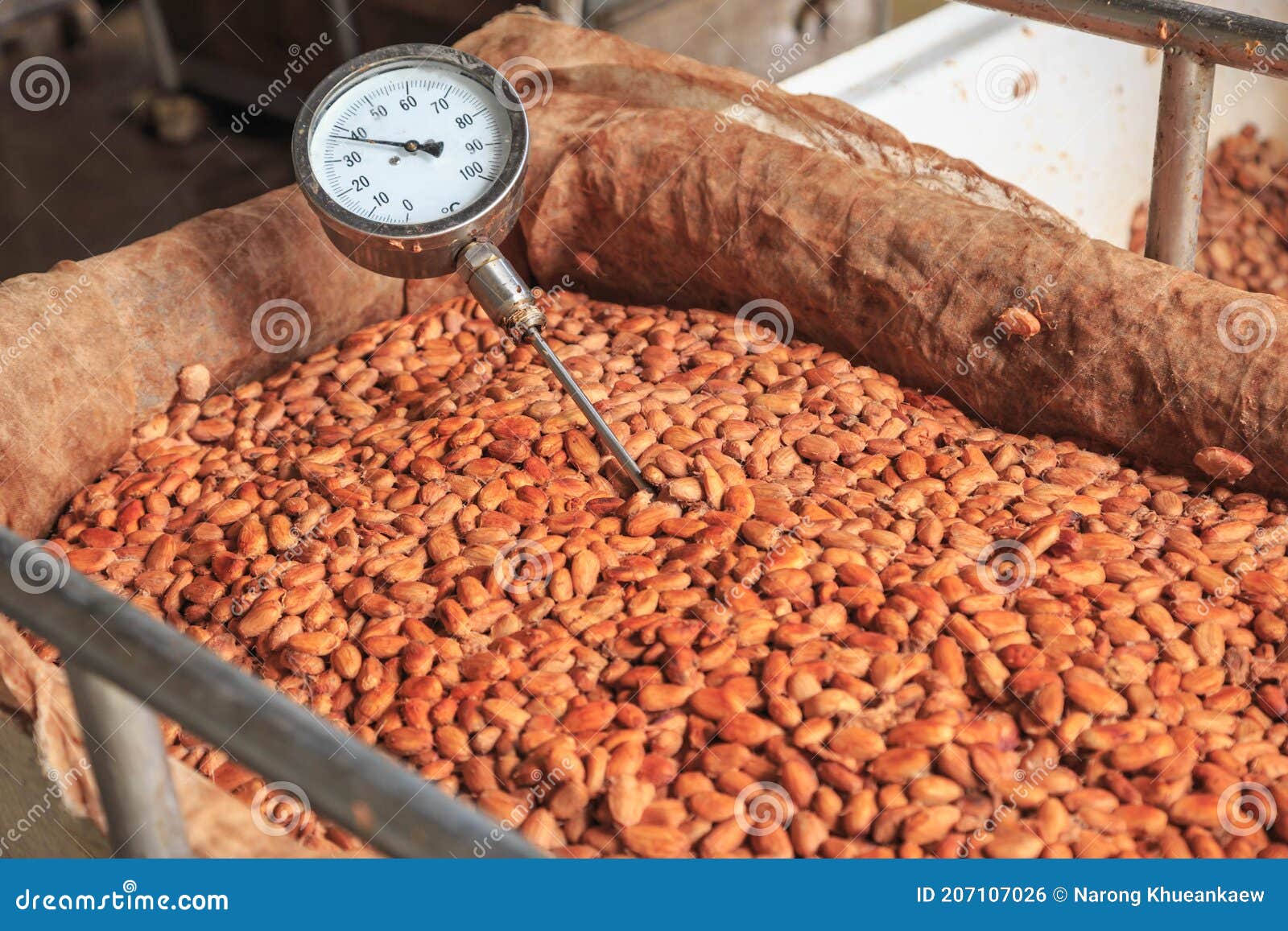.Measure the Temperature of the Fermented Cocoa Beans Stock Photo Image of healthy, food