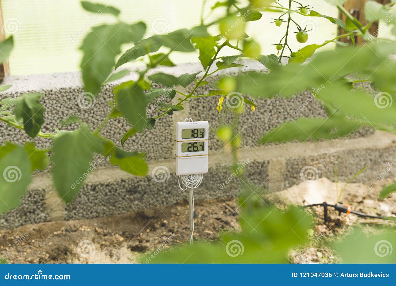 Measurement and Control of Temperature in the Greenhouse Stock Photo