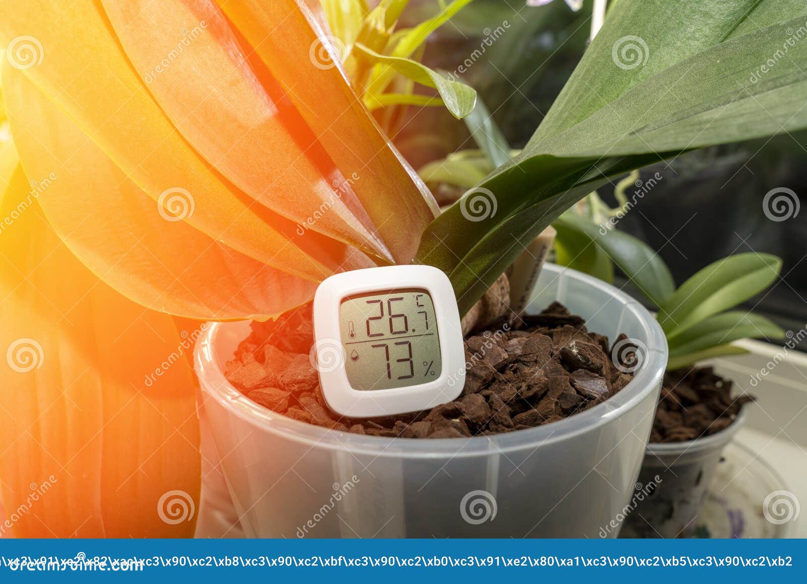 https://thumbs.dreamstime.com/z/measurement-humidity-temperature-houseplants-thermometer-hygrometer-background-plant-sunlight-maintaining-267538234.jpg