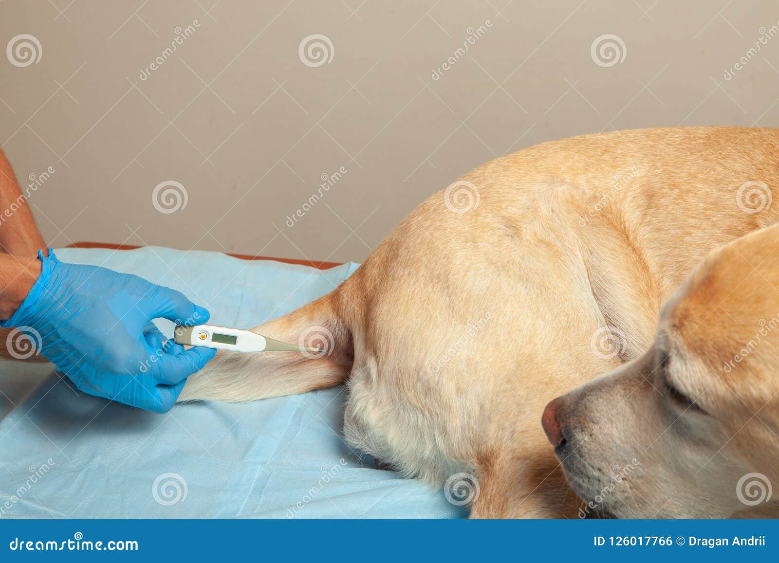 Measurement Of Temperature In The Dog By Rectal