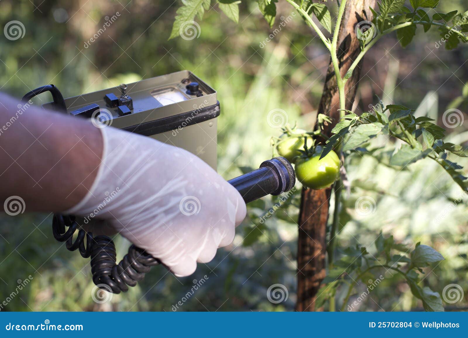 Measuring Radiation Levels of Tomato Stock Photo Image of pollution, food 25702804