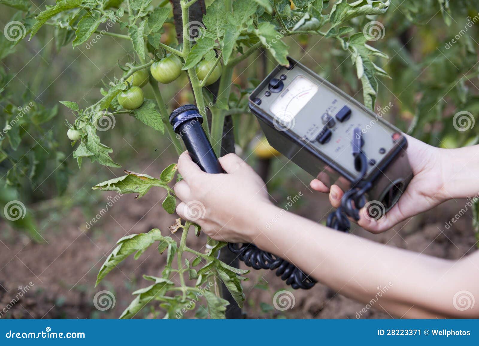 Measuring Radiation Levels of Tomato Stock Image Image of farming, analyzing 28223371