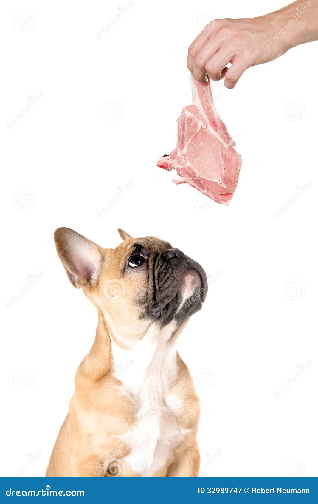 Meat for the dog. A dog looks after a piece of meat before white background