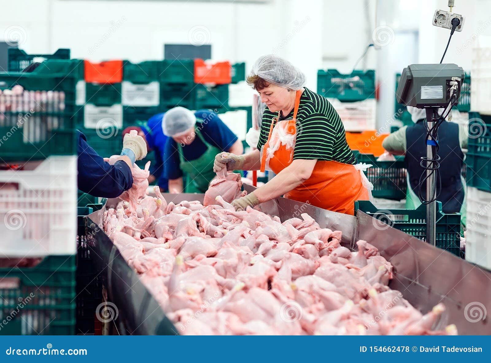 The Meat Factory. Chicken on a Conveyor Belt Stock Photo Image of