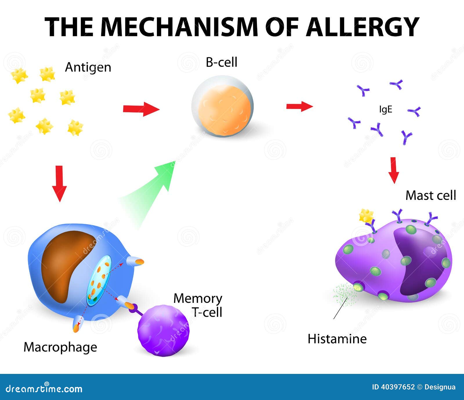 mechanism of allergy