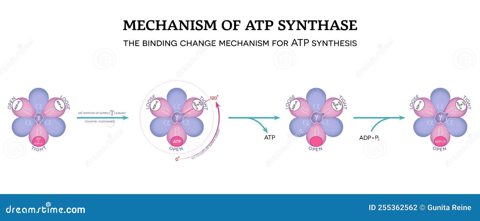 mechanism of atp synthase