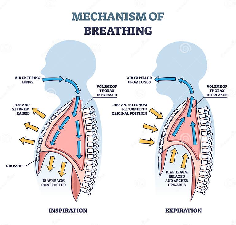 Mechanism Of Breathing With Anatomical Process Explanation Outline mechanism-of-breathing-with-anatomical-process-explanation-outline
