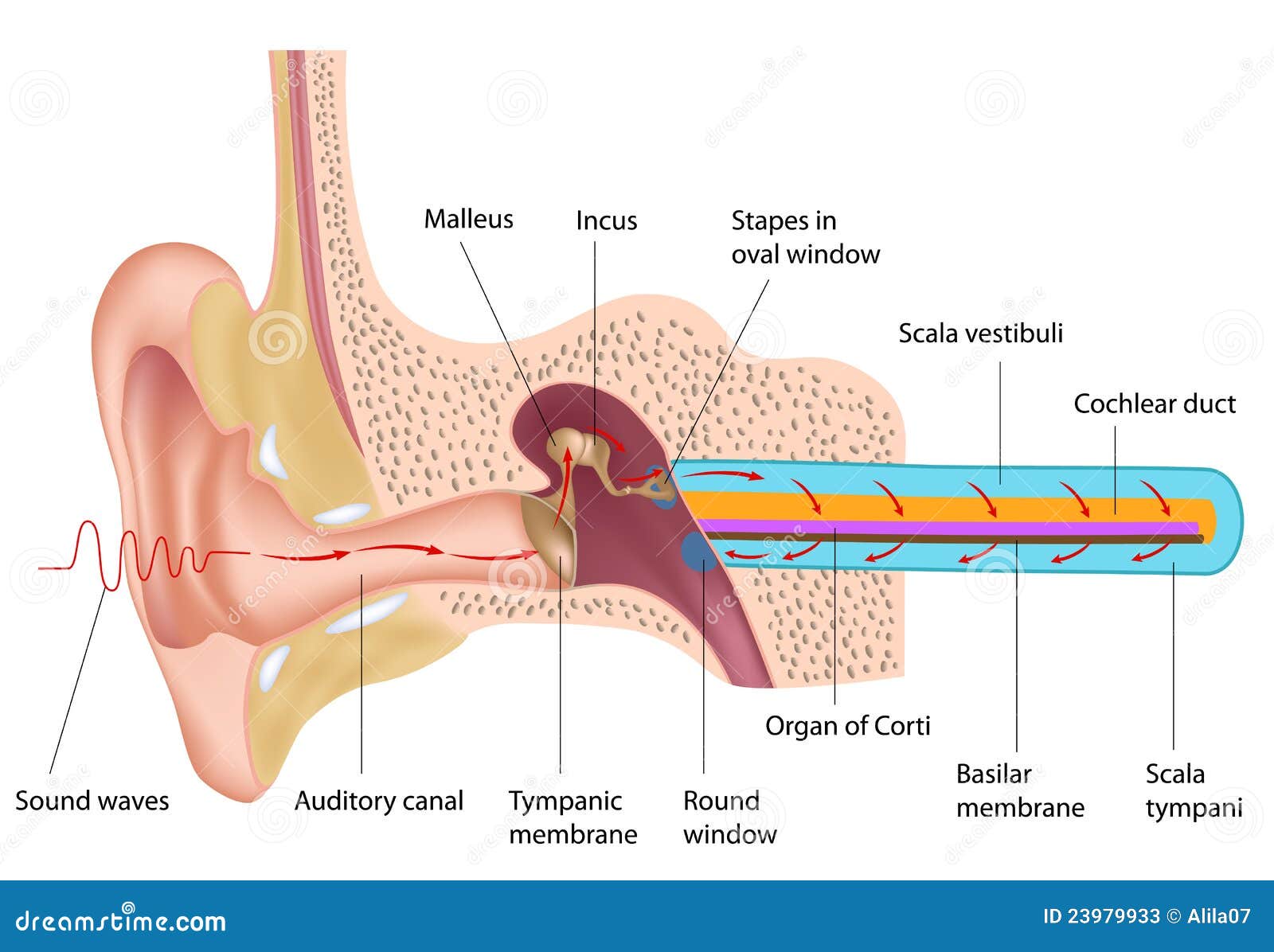 download sofsem 2009 theory and practice of computer