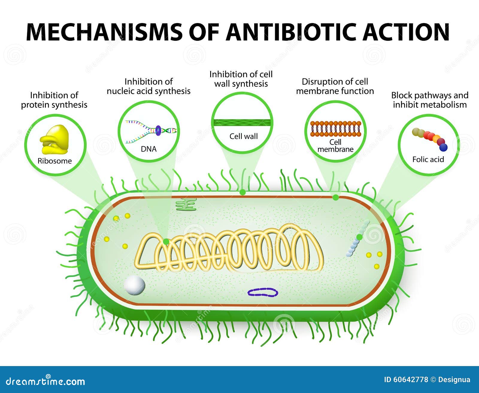 Погибают под действием антибиотиков. ДНК В бактериальной клетке. Антибиотики и микроорганизмы. Механизм действия антибиотиков на бактерии.