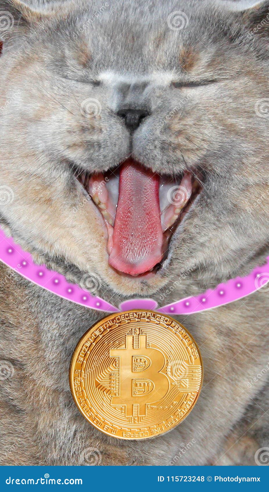 gatto e un bitcoin