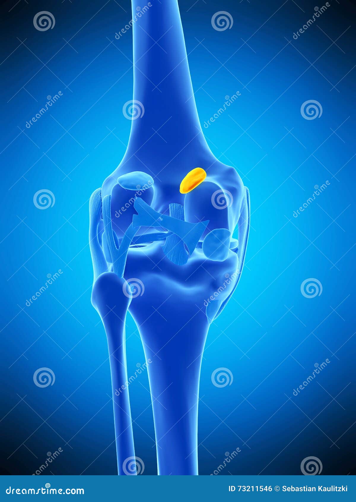 The Medial Gastrocnemius Bursa Stock Illustration Illustration of