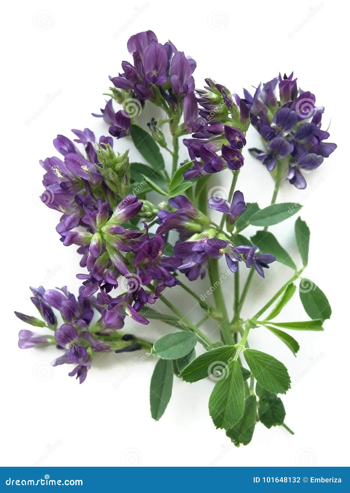 Medicago De La Alfalfa Sativa Foto de archivo Imagen de alternativa