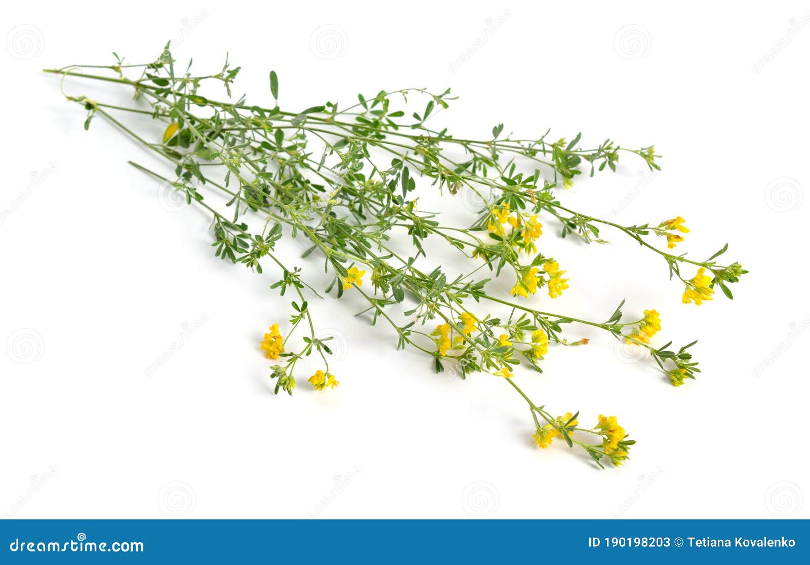 medicago falcata or sickle alfalfa, yellow-flowered alfalfa, yellow alfalfa, sickle medick and yellow medick. 