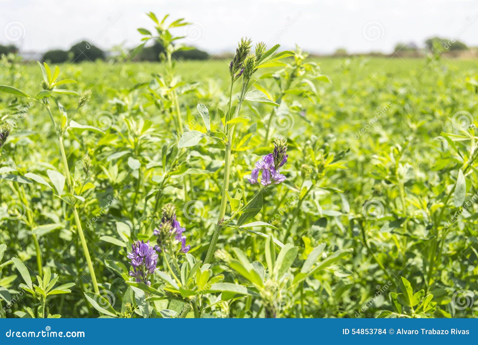 medicago sativa in bloom (alfalfa)