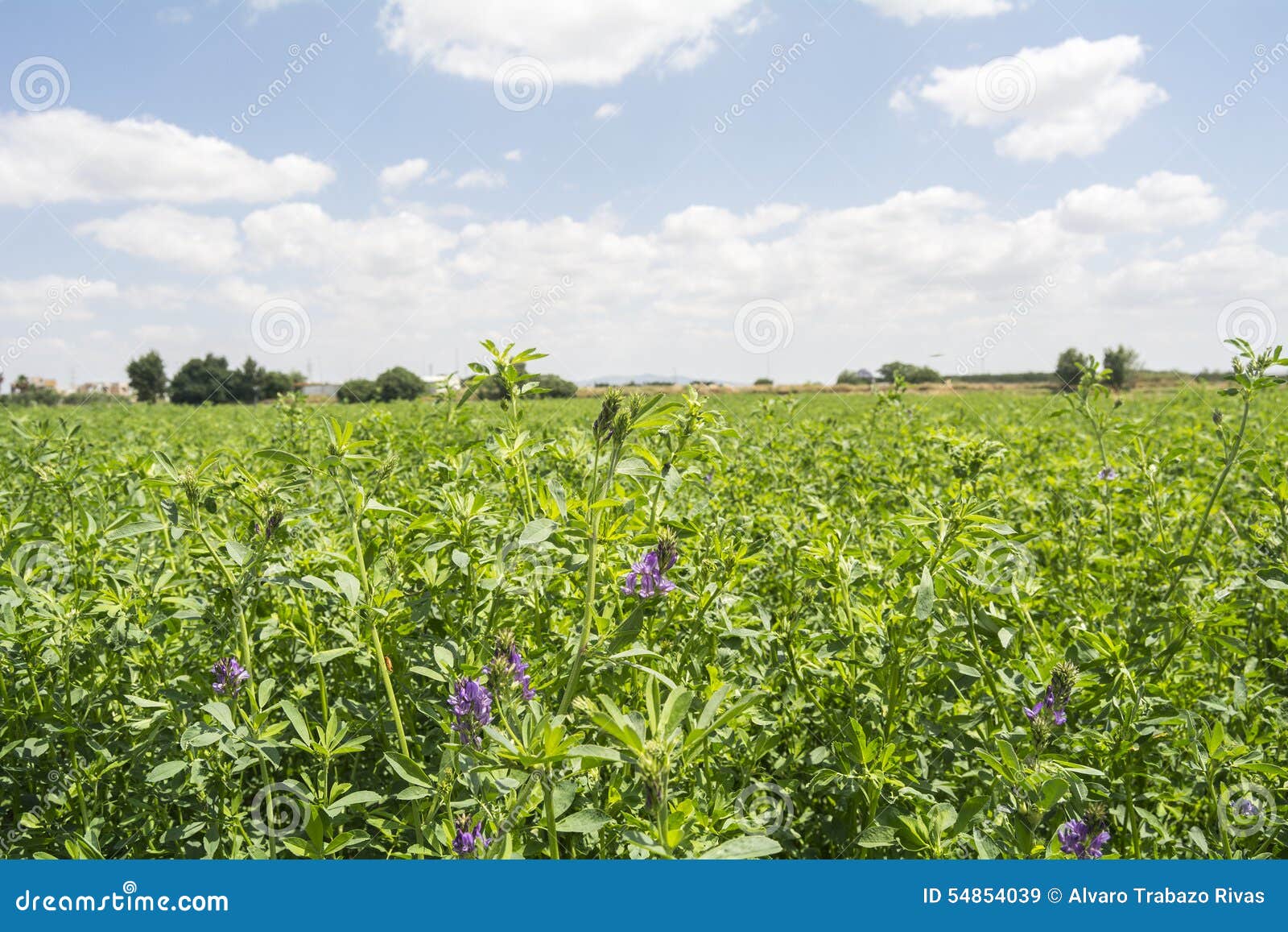 medicago sativa in bloom (alfalfa)