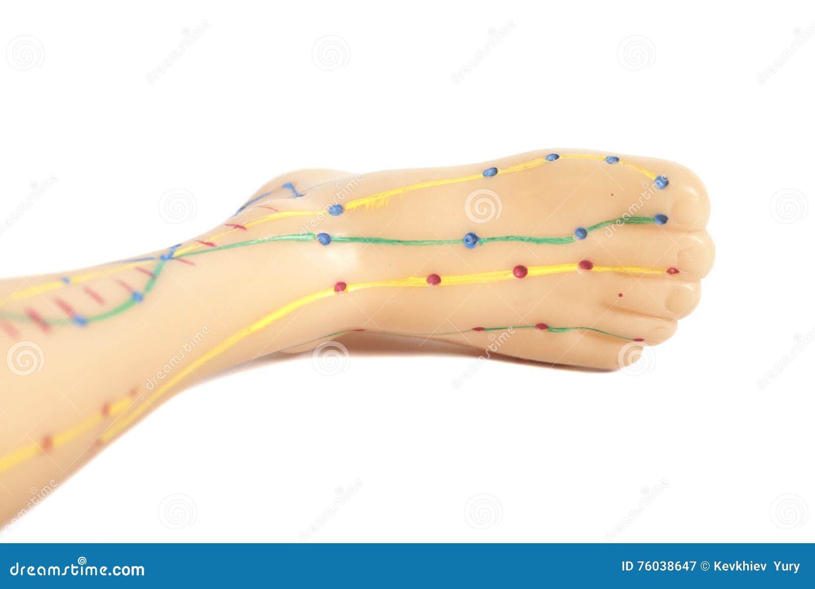 Medical Acupuncture Model of Human Feet Stock Image Image of human