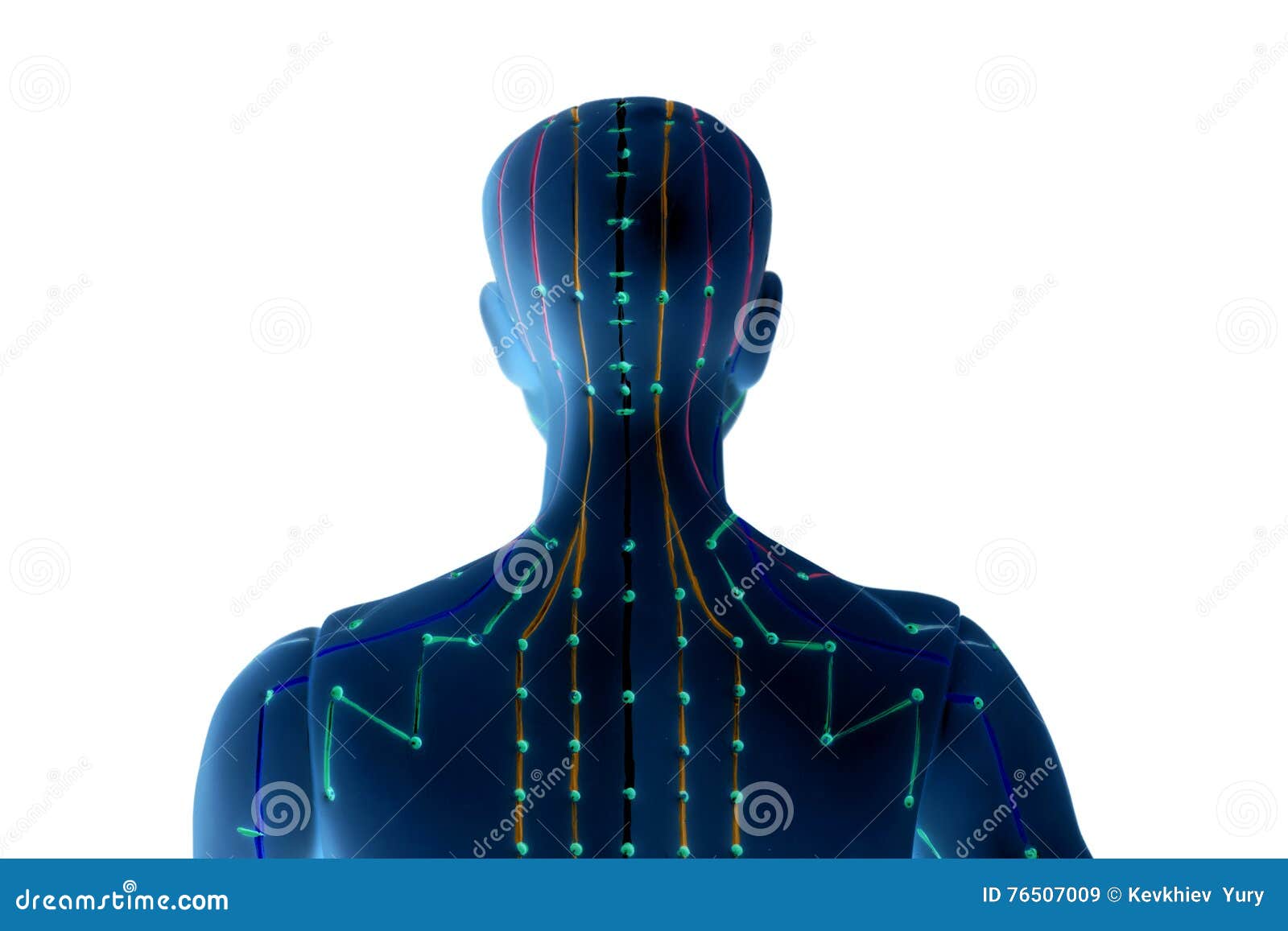 medical acupuncture model of human on white
