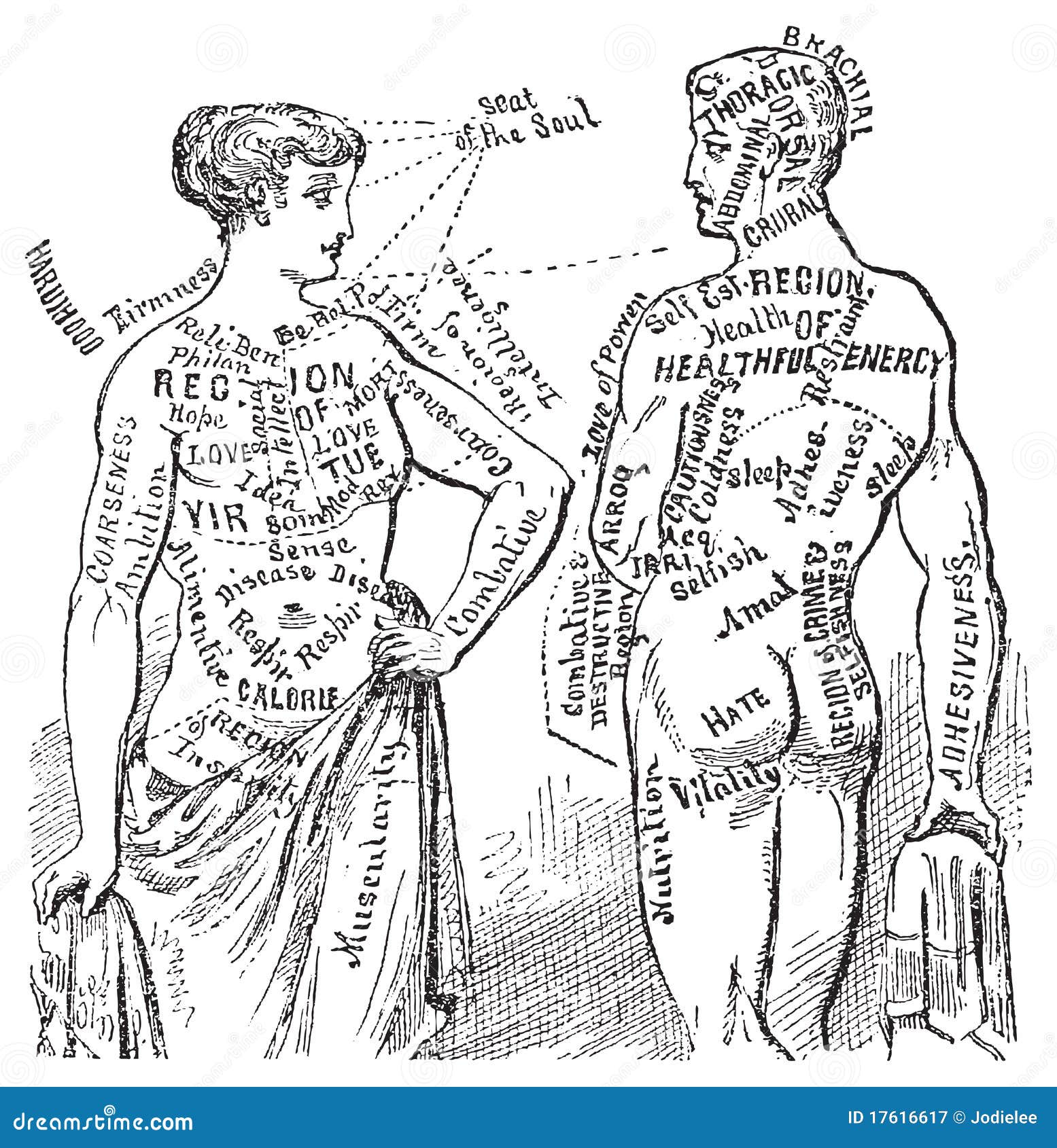 Medical Anotomical Vintage Diagram Illustration Royalty Free Stock