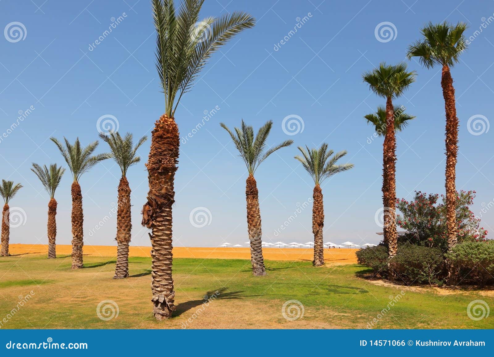 Medical beach stock photo. Image of beauty, awnings, middle 14571066