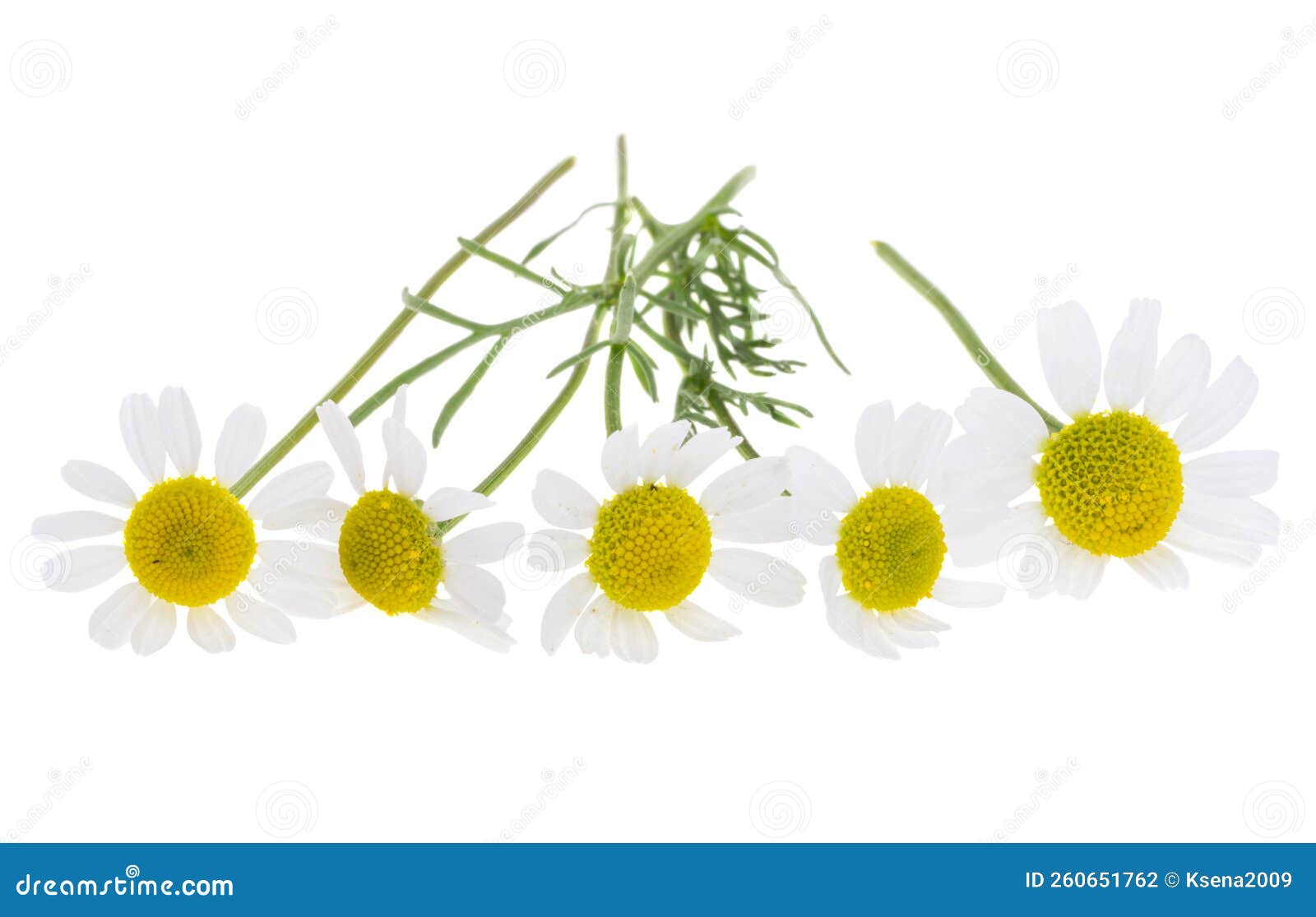 Medical chamomile isolated stock photo. Image of blooming 260651762