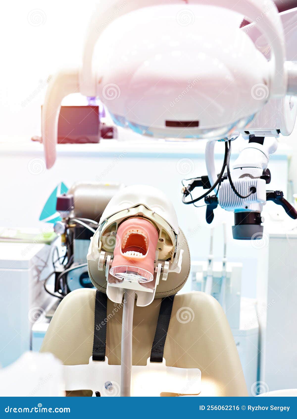 Medical Dental Dummy for Education Stock Photo Image of dental