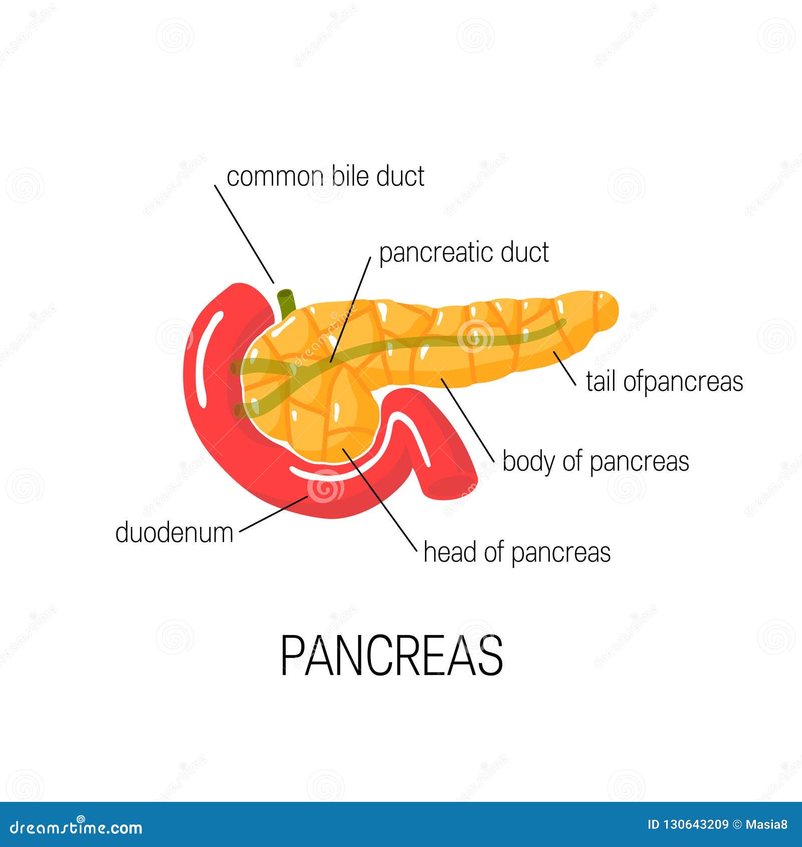 Pancreas Anatomy Labeled Stock Vector Illustration Of Digestion | The ...