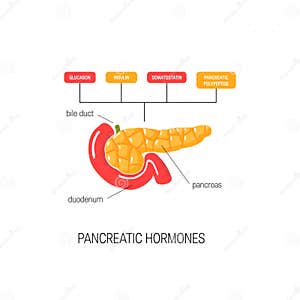 Pancreatic Secretion Illustration Cartoon Vector CartoonDealer 