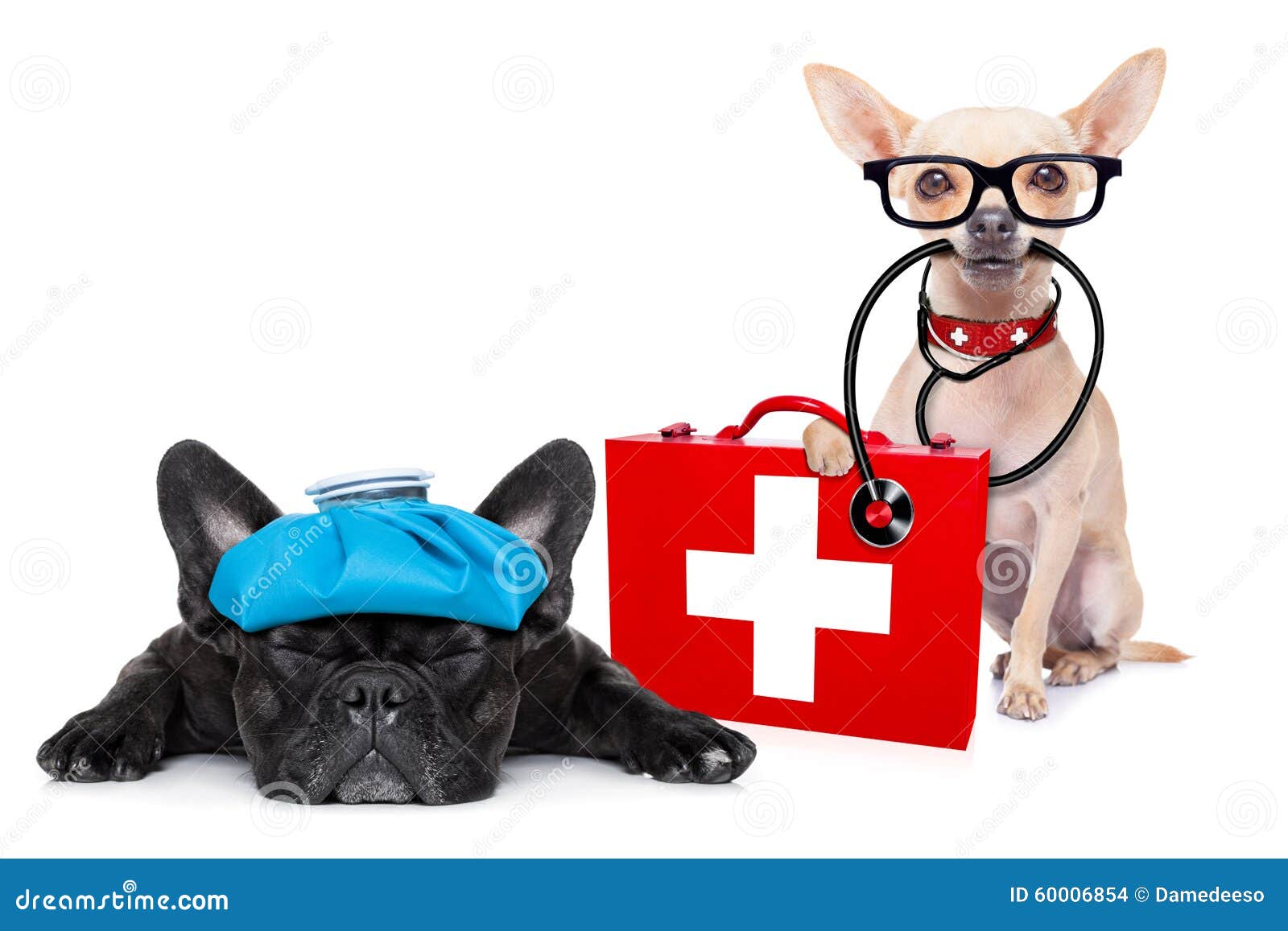 medical doctor sick and ill dogs