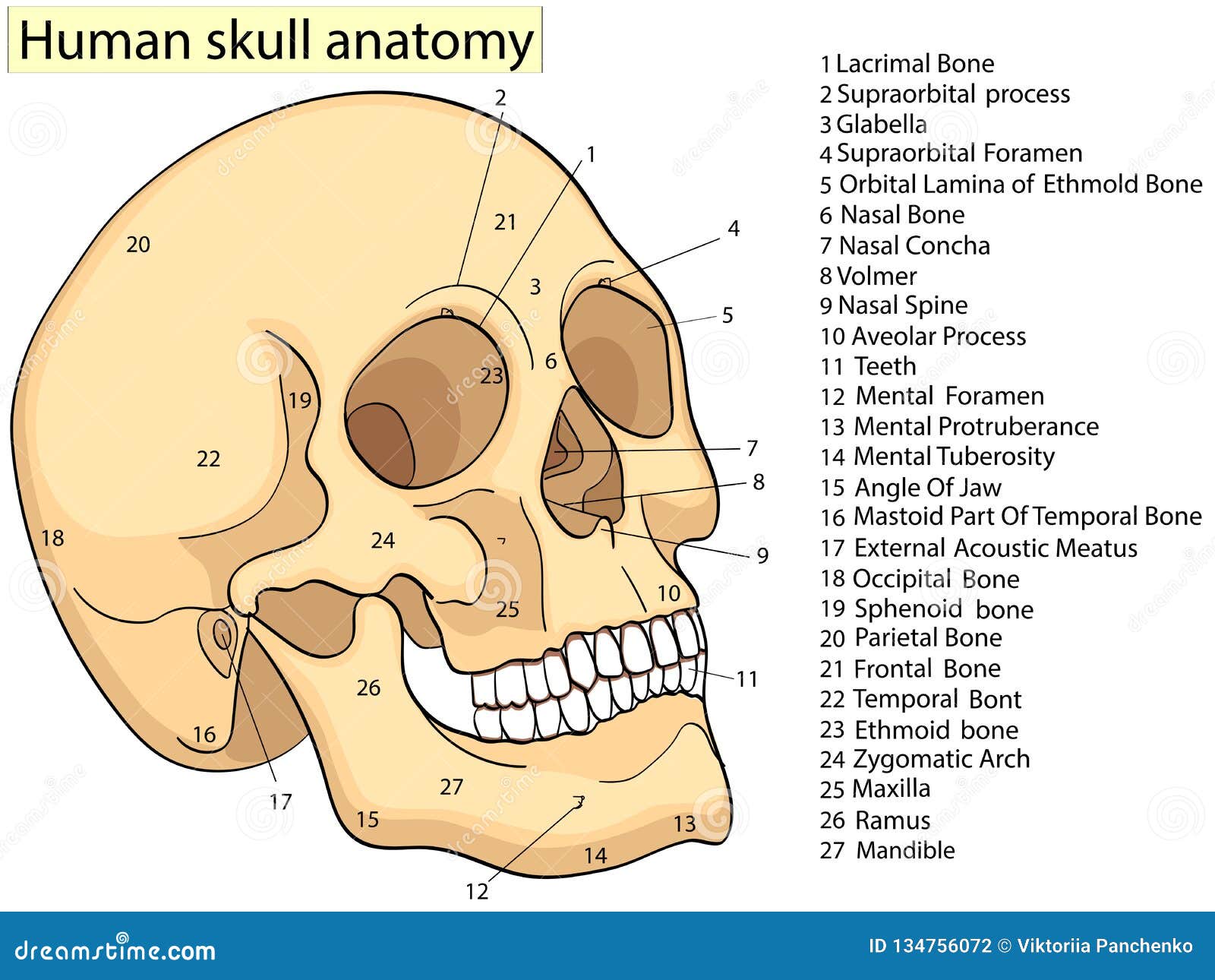 Anterior Skull  ditki medical and biological sciences