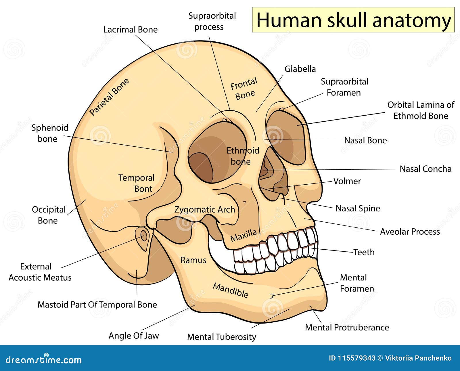 Medical Education Chart Of Biology Human Skull Diagram. Vector. Front Aspect White Background ...