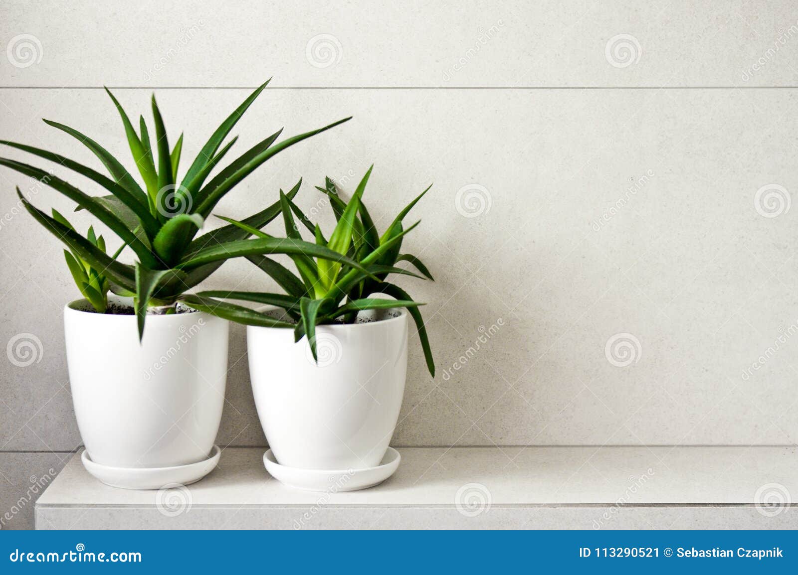 Medical Herb Aloe Vera In Pots On Bathroom Shelf Stock Image