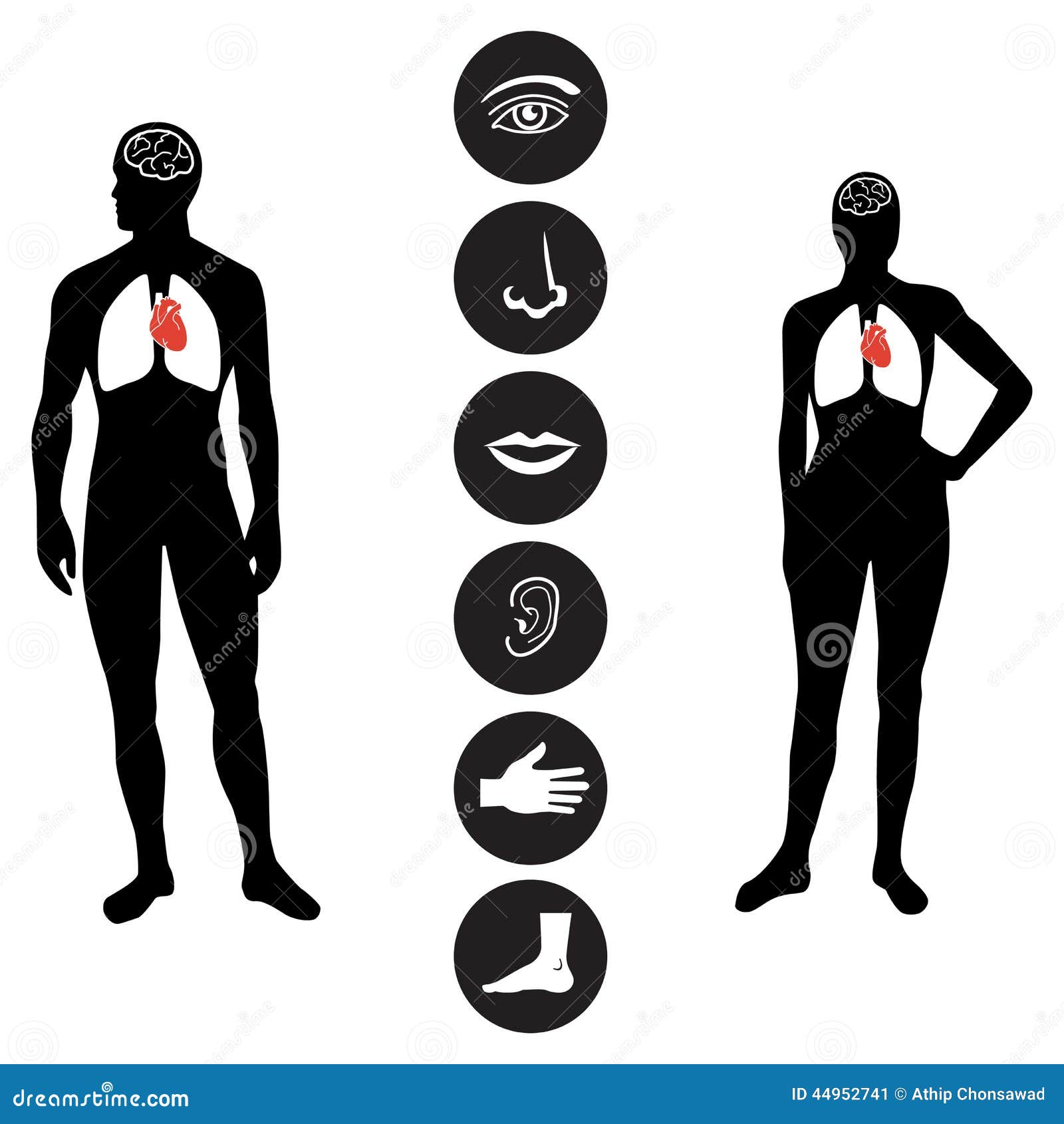 Medical Human Body Part Icon Stock Vector - Illustration: 44952741