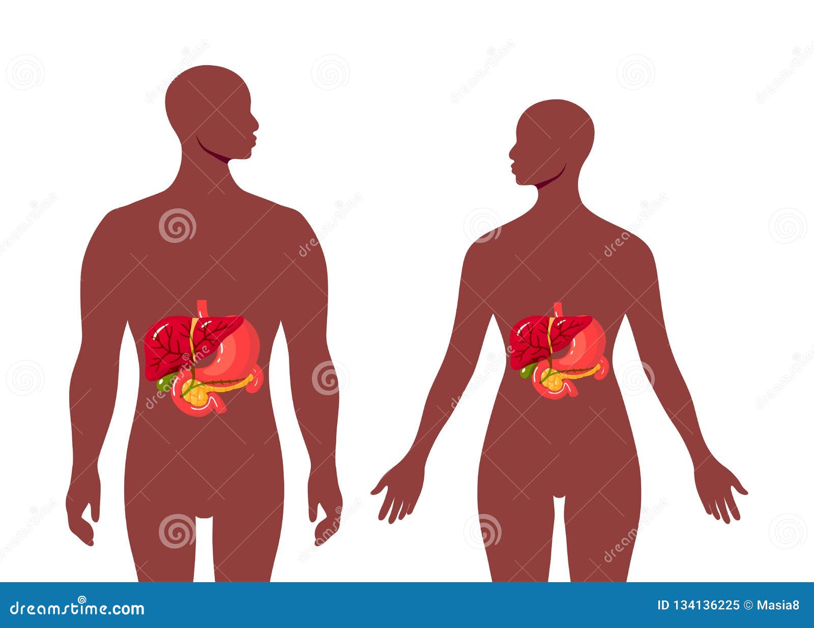 Medical Illustration of the Bile Duct, Vector Stock Vector ... Biology Diagrams