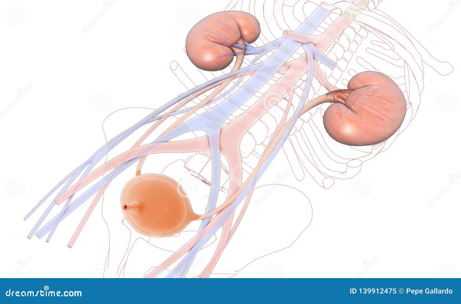 3d  urinary system, kidneys, ureters and urinary bladder. - ilustraciÃÂ³n