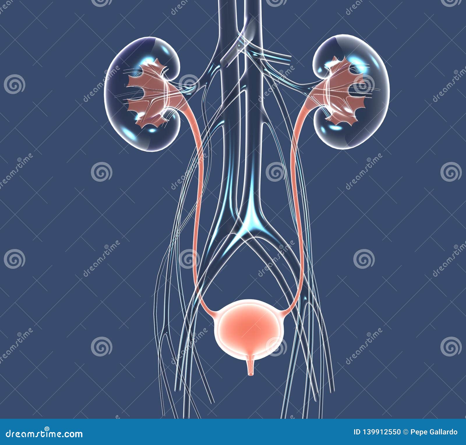 3d  urinary system, kidneys, ureters and urinary bladder. - ilustraciÃÂ³n