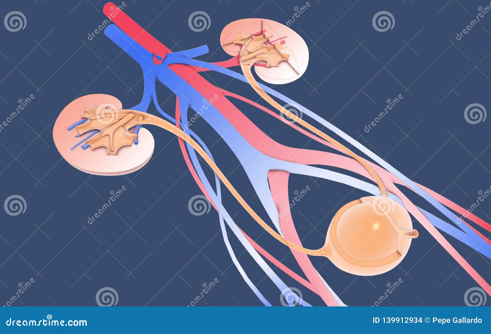 3d  urinary system, kidneys, ureters and urinary bladder. - ilustraciÃÂ³n